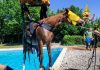Castel Goffredo, vigili del fuoco salvano un cavallo caduto in piscina
