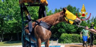 Castel Goffredo, vigili del fuoco salvano un cavallo caduto in piscina