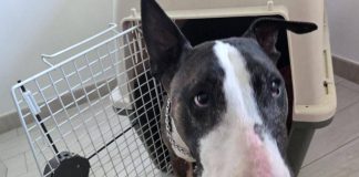 Reati contro gli animali, ecco la nuova legge in 15 articoli