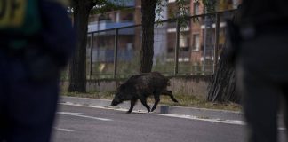 Isola d’Elba, cinghiale attraversa la strada all’improvviso: motociclista muore nello scontro