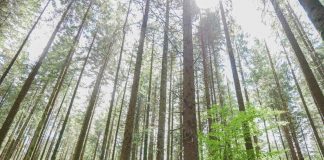Le foreste ‘inquinano’ per crisi climatica e incendi: lo studio