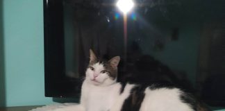 Villa Pasquali, in pochi giorni spariti oltre venti gatti in un’unica via