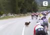 Giro d’Italia, una capra taglia la strada al gruppo – Video