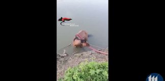Cavallo finisce nell’Oglio: salvato da vigili del fuoco e carabinieri – VIDEO