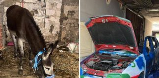 Napoli-Cagliari, l”asino azzurro’ e l’auto tricolore: i sequestri verso lo scudetto