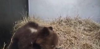 Orsetta marsicana salvata nel Parco nazionale comincia a mangiare da sola – Video