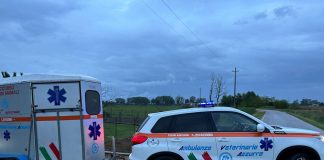 Complicazioni durante il parto. L’intervento tempestivo salva il pony Zoe, non ce la fa il puledrino