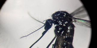 Dengue, un caso in provincia di Como: “Piano di disinfestazione, no prodotti dell’orto”