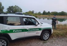 Borgo Virgilio, polizia provinciale salva sette anatre intrappolate in un canale