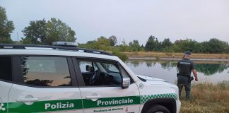 Borgo Virgilio, polizia provinciale salva sette anatre intrappolate in un canale