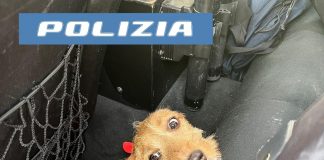 In pericolo tra le auto sulla Cremonese: due poliziotti salvano cagnolino e lo restituiscono al proprietario