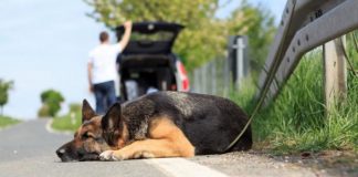 Estate a quattro zampe: Ats Val Padana lancia i video sul benessere animale