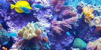 Ambiente, scienziati cinesi scoprono tecnologia per riproduzione coralli