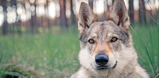 Rivoluzione per i proprietari di cani: arriva il Patentino Obbligatorio