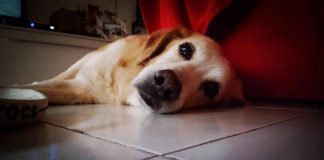 Solidarietà a quattro zampe: una cena per aiutare gli ospiti del canile