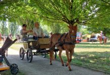 San Giorgio, Carrozze e Cavalli festeggia la 12ª edizione nella Foresta della Carpaneta