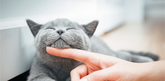 Farmaci, da Gemmato ok a uso veterinario anti Covid che salva i gatti