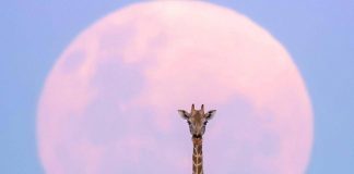 Luna di Fragola in arrivo, cosa succede l’11 giugno 2025 e come osservarla