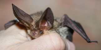Pipistrello africano tra i vicoli di Lampedusa, scoperta nuova specie in Europa