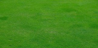 Come Seminare il Tuo Prato: Scopri i Segreti dei Semi di Prato Inglese