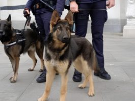 Mantova, unità cinofila della polizia locale operativa in primavera