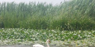 Parco del Mincio, 360mila euro per il ripristino valli e laghi di Mantova