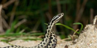 Morso di vipera, cosa fare? “Calma primo antidoto per non diffondere il veleno”