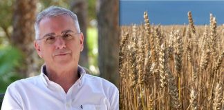 Nutriente, versatile e senza glutine, cos’è il ‘Grano de oro’