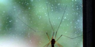 Da Dengue a West Nile incombe minaccia zanzare, appello igienisti ai Comuni