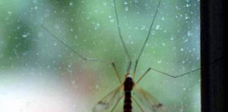 Che sangue piace alle zanzare? ‘Mappa geografica’ svela chi è nel mirino