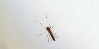 West Nile, Ministero “Monitoraggio e informazioni con il numero 1500”
