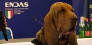 Il cane eroe Bruno ucciso da polpetta piena di chiodi: aveva ritrovato 9 persone