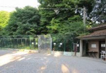 Canile e gattile, il Comune prepara i nuovi affidamenti per i prossimi cinque anni