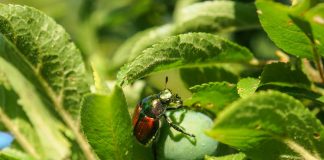 Scarabeo giapponese, attivate misure di contenimento. No alle trappole fai da te