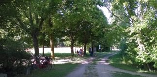 Pegognaga, piano patrimonio arboreo: “100 € ai cittadini per ogni piantumazione”