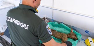Castellaro Lagusello, ritrovato cucciolo di lupo morto: indagini in corso sulla causa del decesso