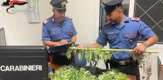 Suzzara, piantagione di cannabis nel retrobottega: denunciato commerciante 65enne
