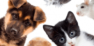 Animali, Delivero: cresce di oltre il 1300% domanda di pet food e prodotti correlati