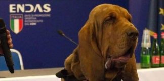 Bruno, cane eroe ucciso con boccone pieno di chiodi