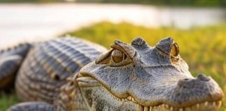 Ladispoli e il mistero del caimano libero tra foto e scherzi