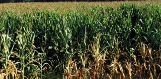 Confagricoltura: “Servono fondi per il mais da foraggio, strategico per zootecnia e Dop”