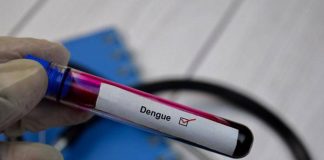 Dengue, salgono ancora i casi in Italia: 96 da inizio anno