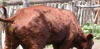 Dermatite bovina, Pd interroga Regione: “Cosa sta facendo per arginarla?”