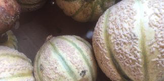 Le varietà dei meloni antichi al mercato contadino di Borgochiesanuova