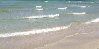 Estate, alert Ecdc: “Con mare più caldo sale rischio infezioni da batteri Vibrio”
