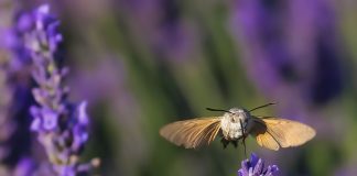 “Campagne”: torna il concorso fotografico del Consorzio Agrituristico Mantovano