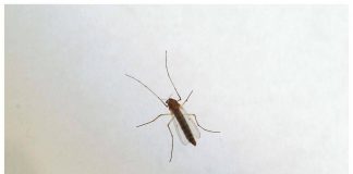 West Nile, saliti a 9 i morti in Italia. Bassetti: “Non intasare i pronto soccorso”