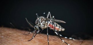 Chikungunya, il ‘caso zero’ nel bolognese è importato: nessuna infezione autoctona