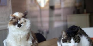 Aviaria, gatti salvati con antivirale e mix cure: studio su 4 contagi in California