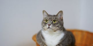 Diarrea nel gatto: Come gestirla e quali precauzioni adottare